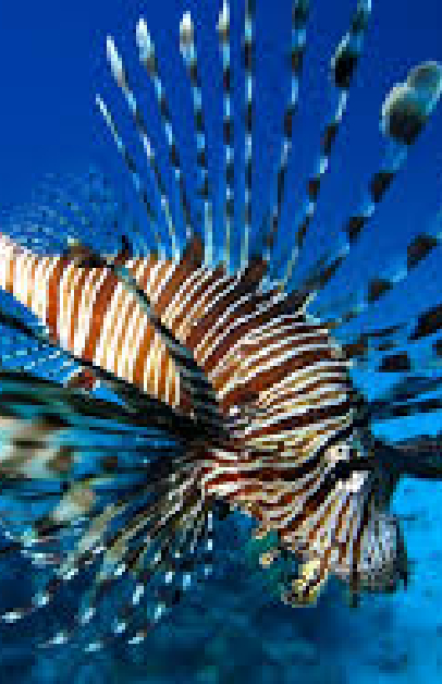 Torneo Internacional de pesca del León 2025